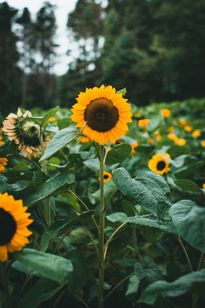 sunflower