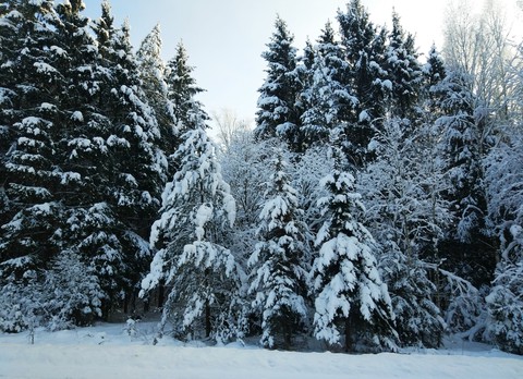 Snow