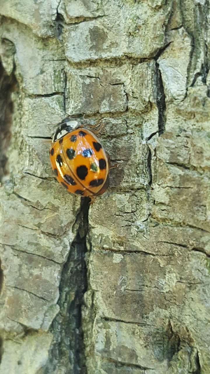 ladybird 2