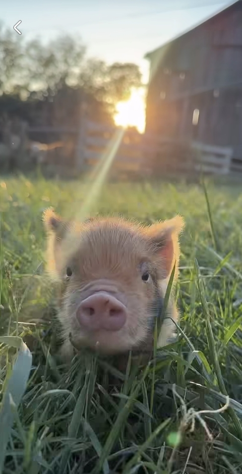 Piglet