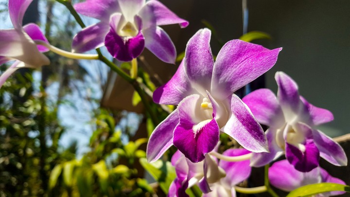 Orchid flowers