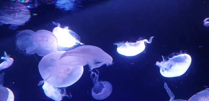 jellyfish