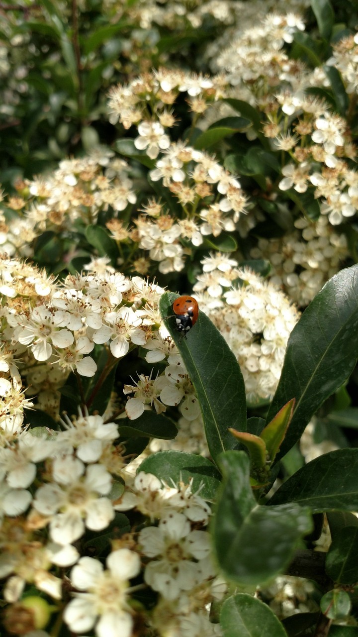 ladybug