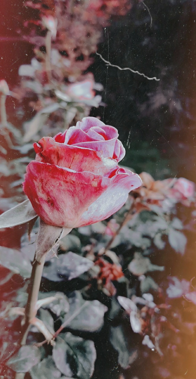 ♡ flower ♡