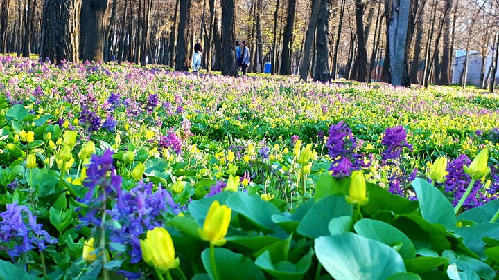 Spring blossom
