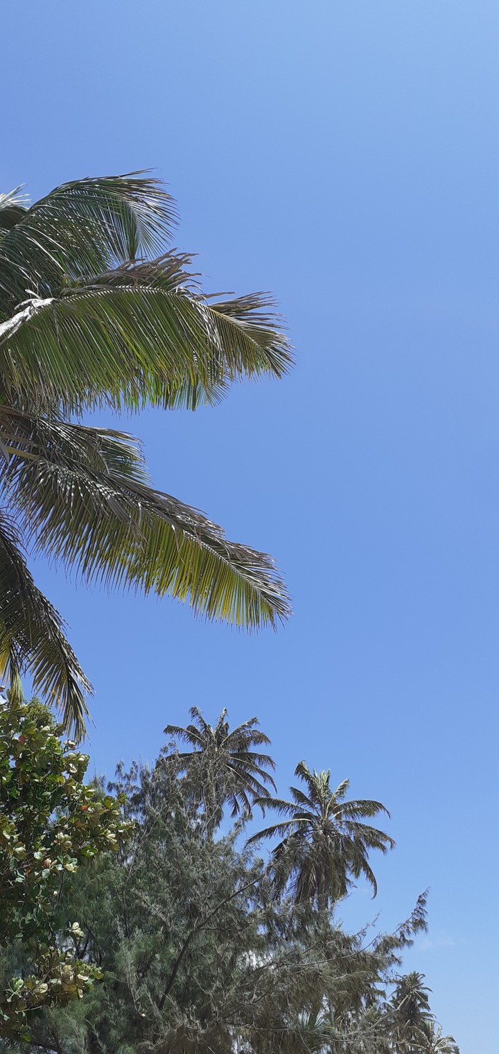 Coconut trees