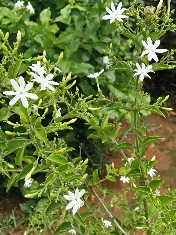 jasmine