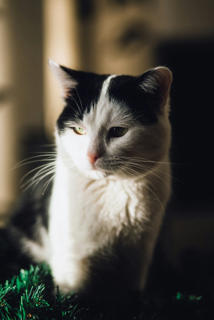 Кот