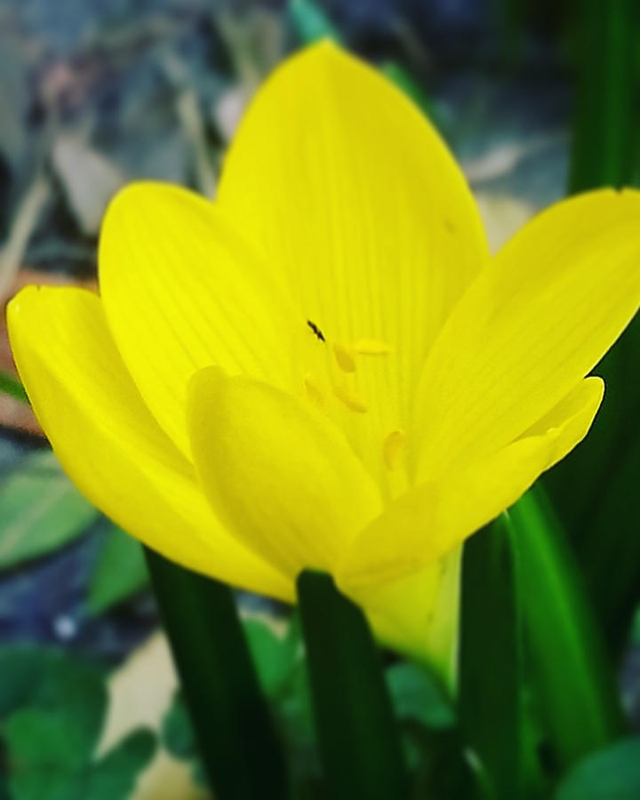 yellow and little bug