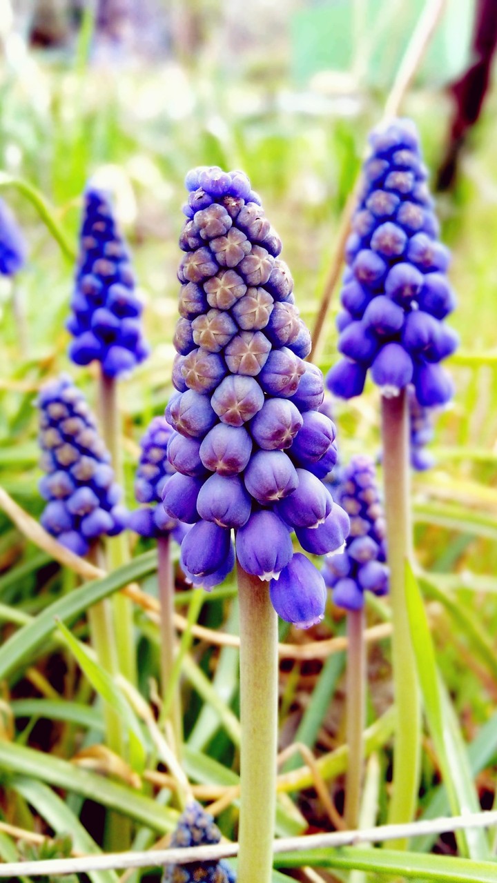 In the garden