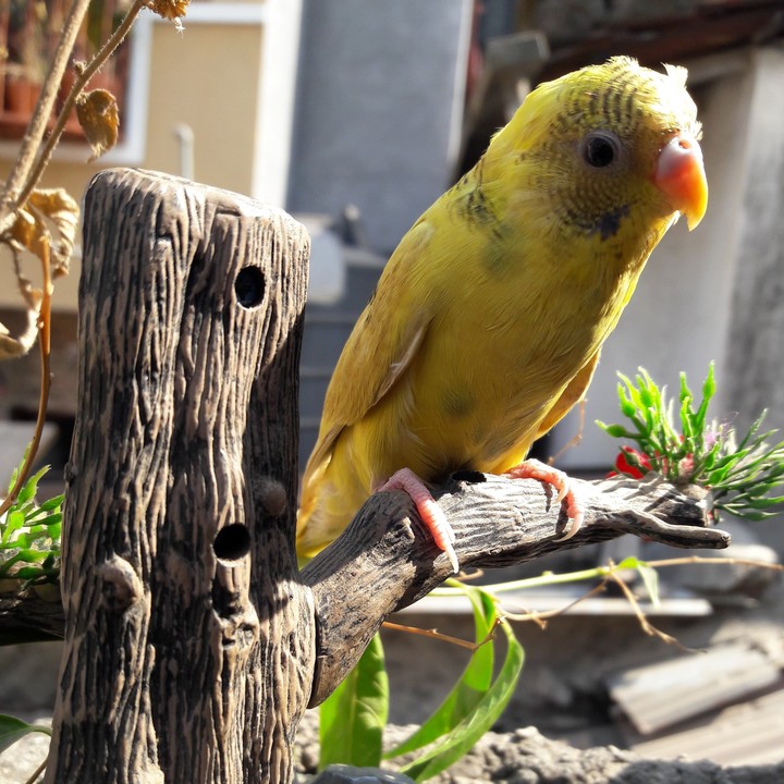 love bird