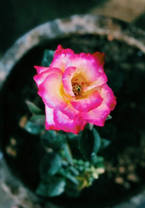 Rose