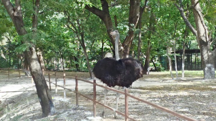 Ostrich-The world's fastest running bird