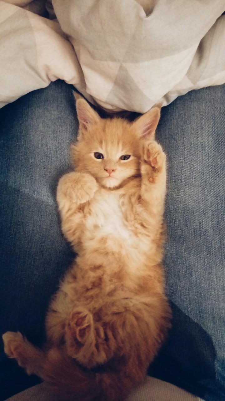 котёнок