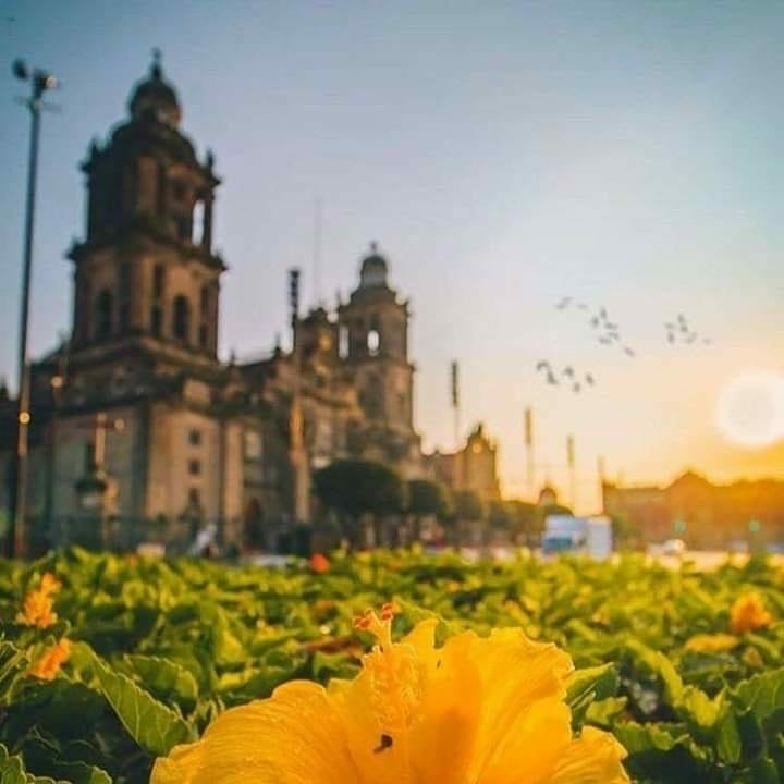 #Mexico #Catedral #Atardecer #Flores