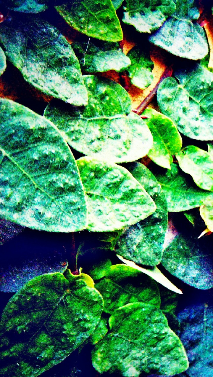 leaves
