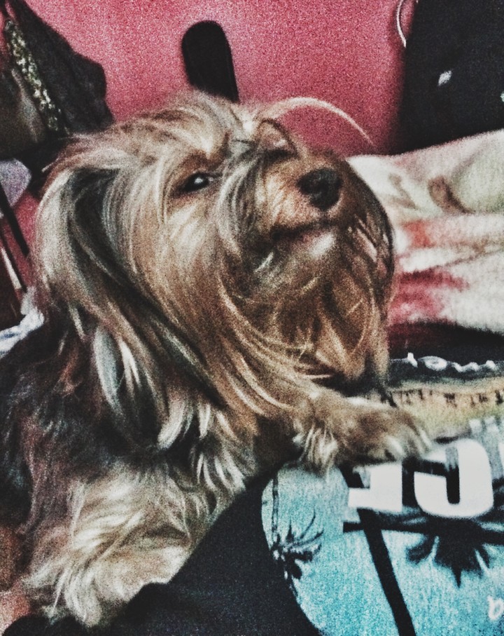 dog