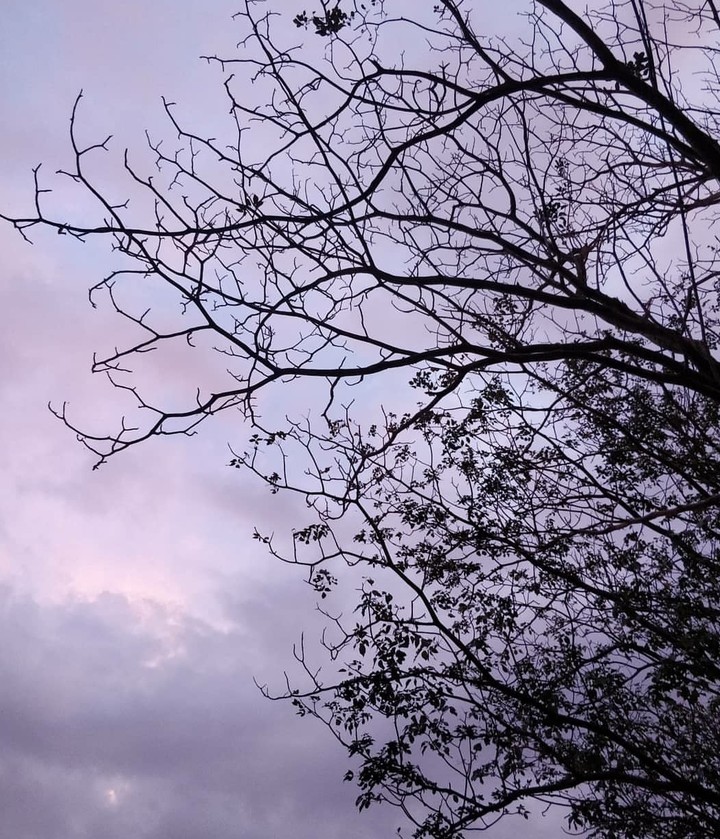 Life Has Many Branches