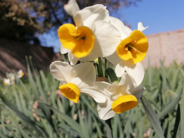 flower