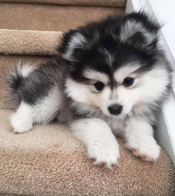 cute dog