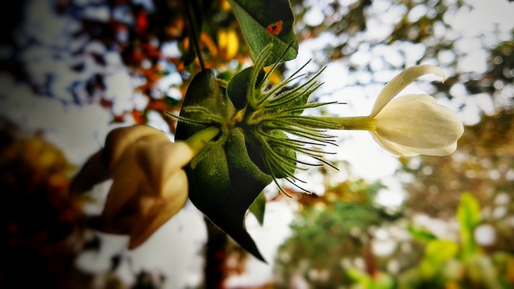 flowers
