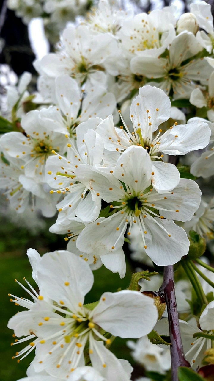 Spring is here