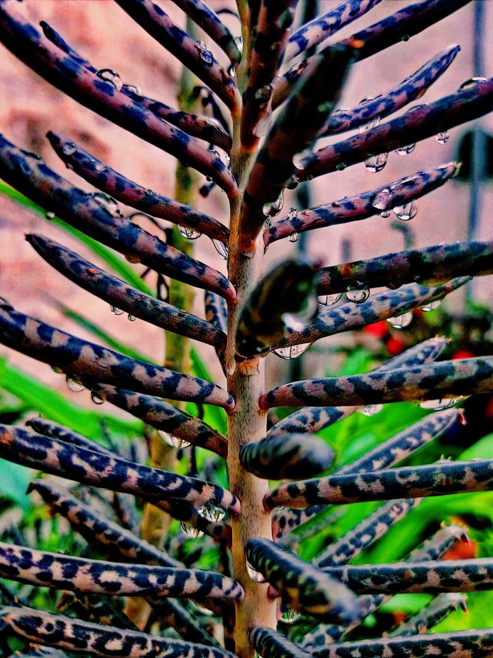 wet plants