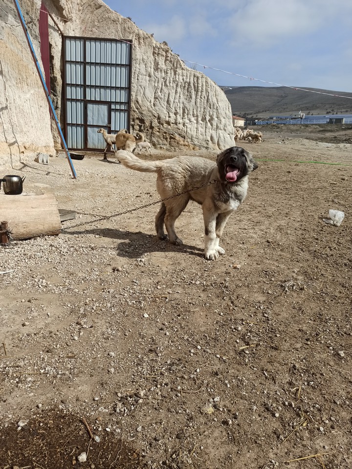 Kangal