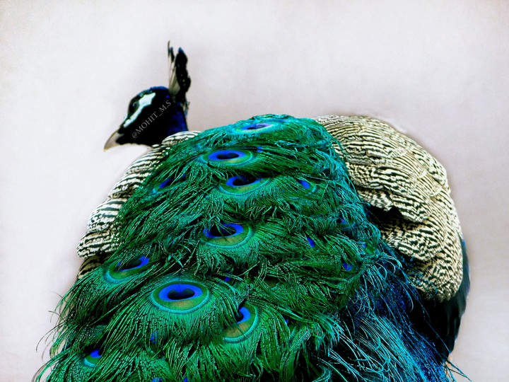 Peacock