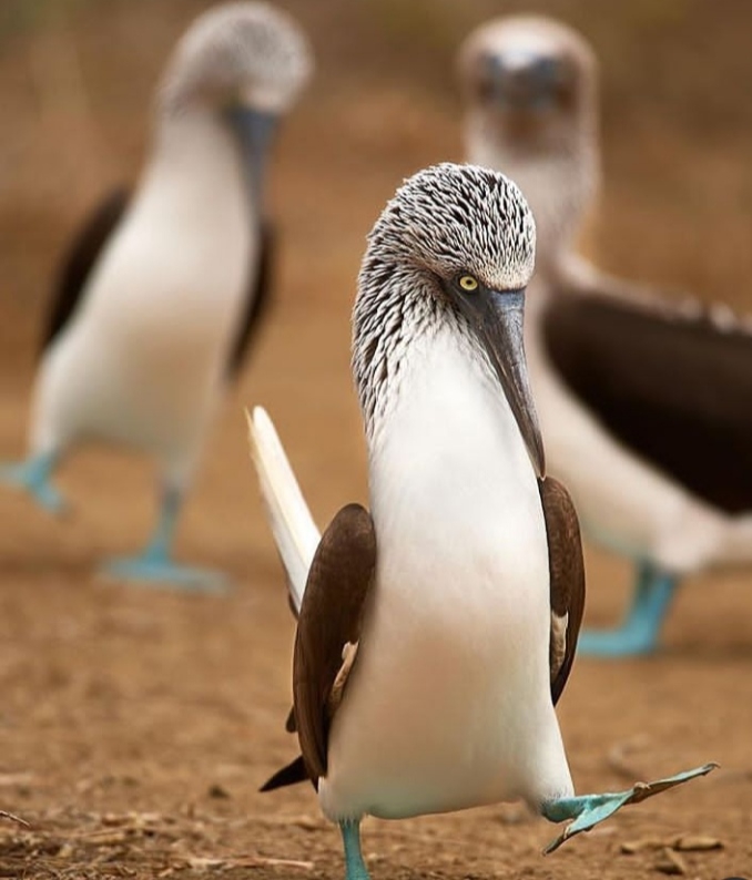 Birds