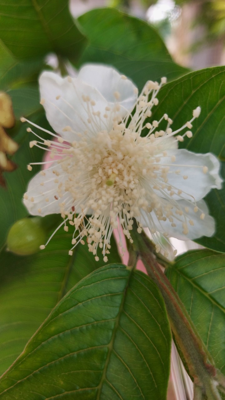 guava flower