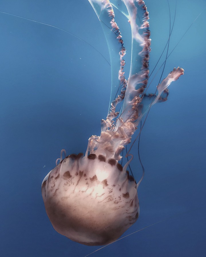 Jelly Fish