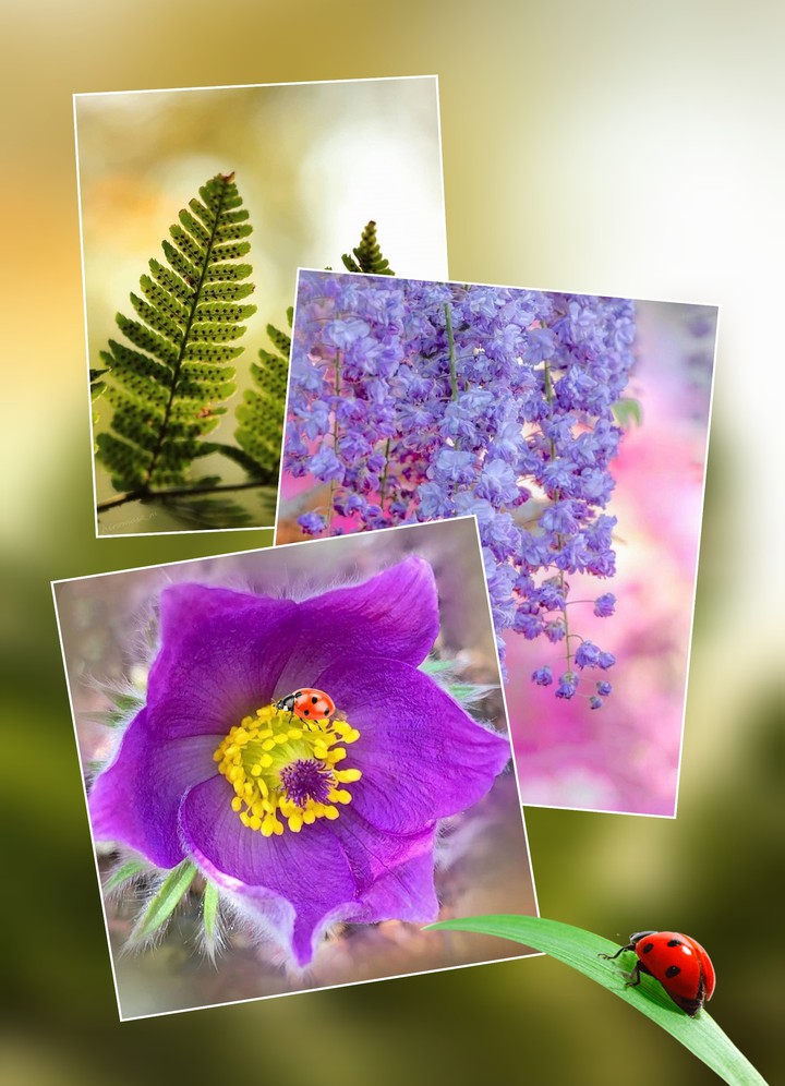 my nice collage...