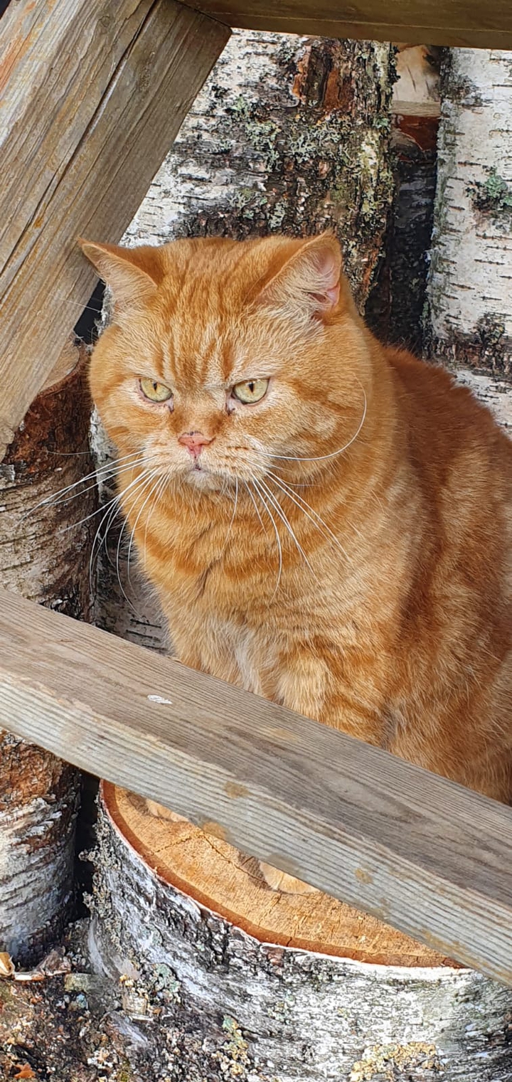 кот2