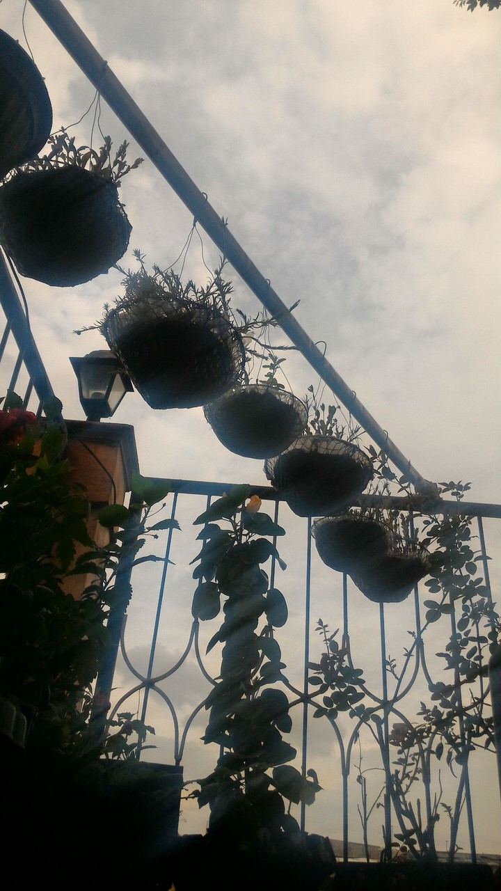 hanging plants