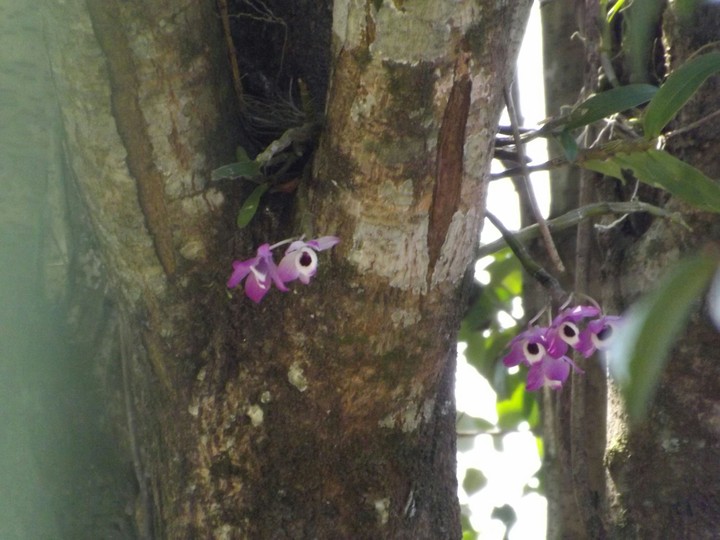 orquídeas
