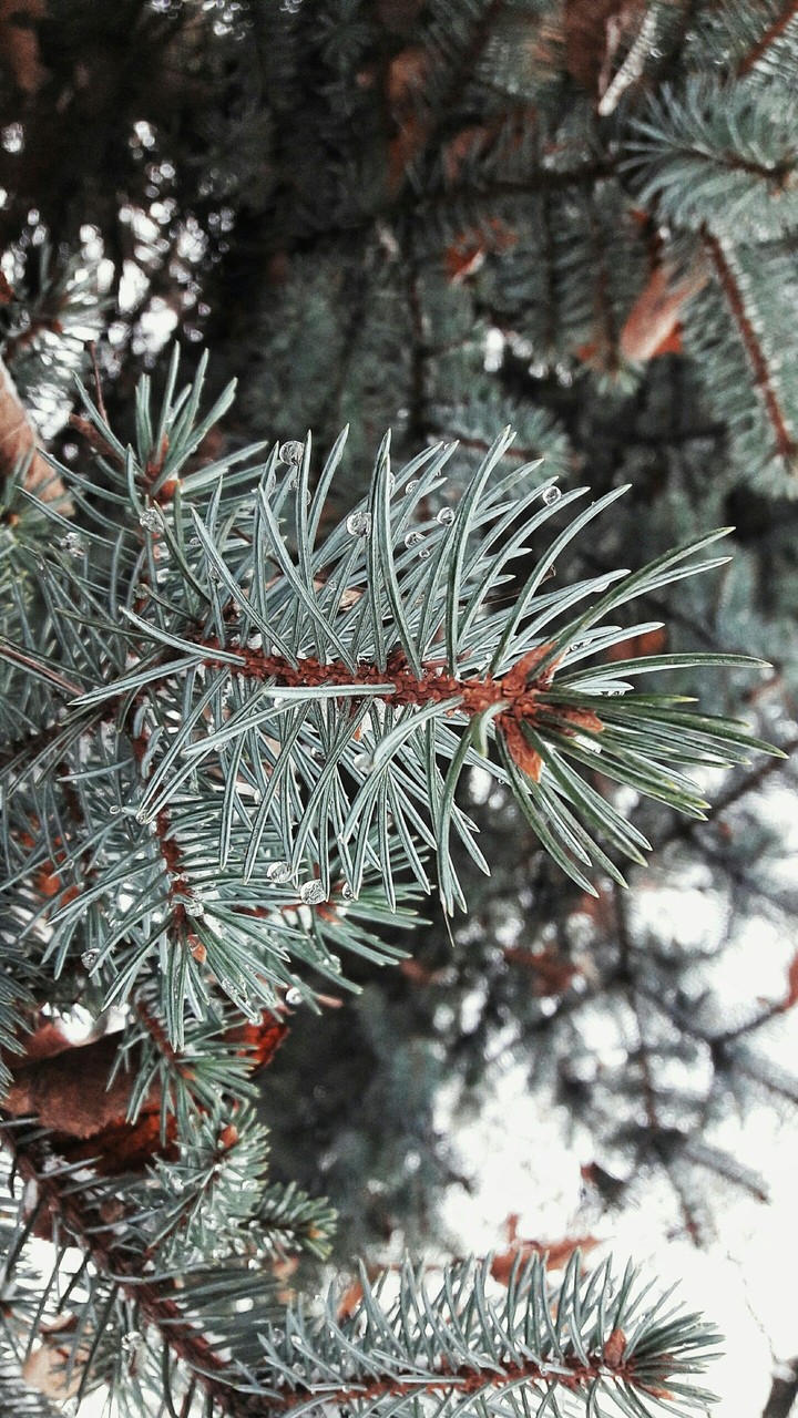 Ель