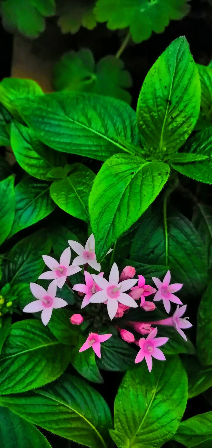 star flower