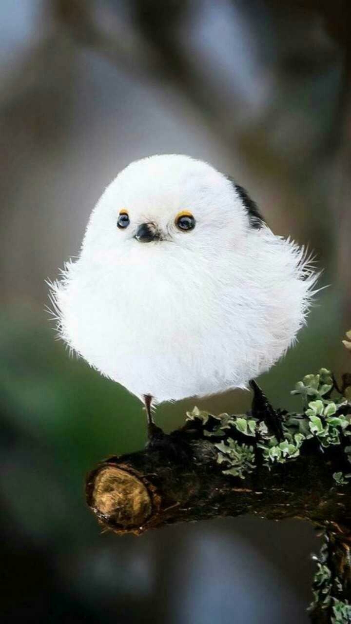 bird