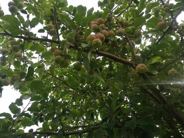 яблоки, apples