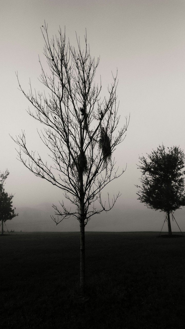 FOGGY TREE