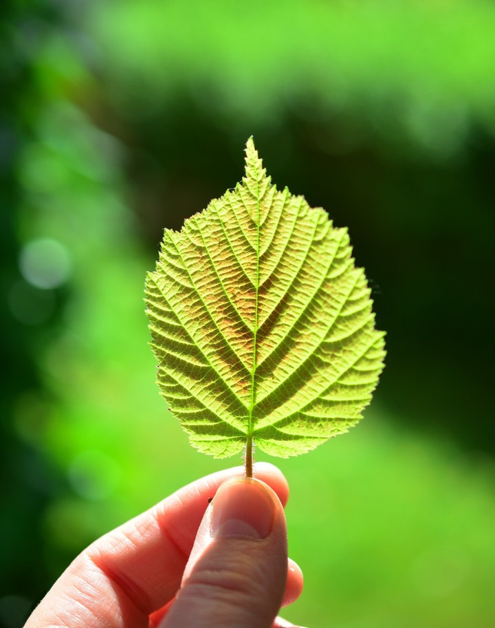 Bokeh Green Leaf