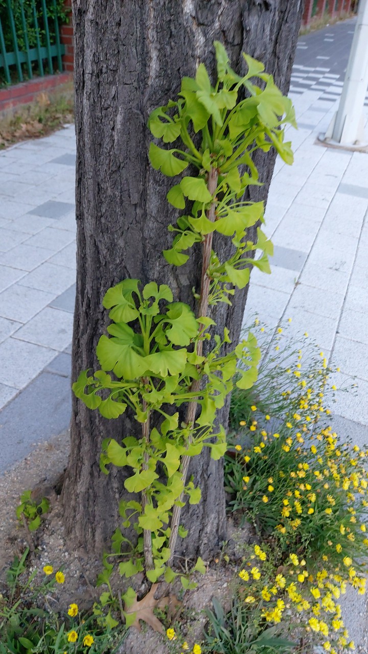 은행나무 더부살이