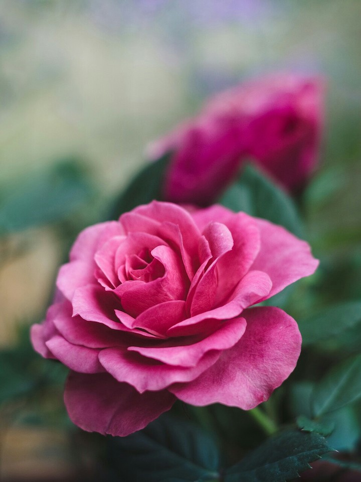 roses