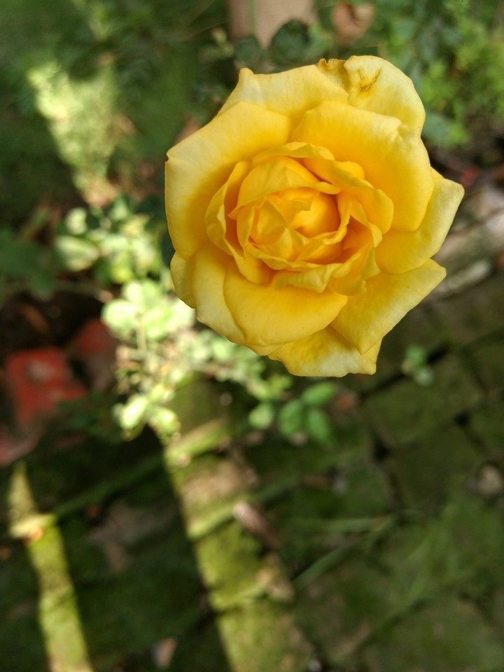 beauty