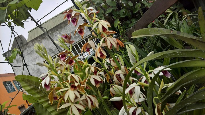 My orchids