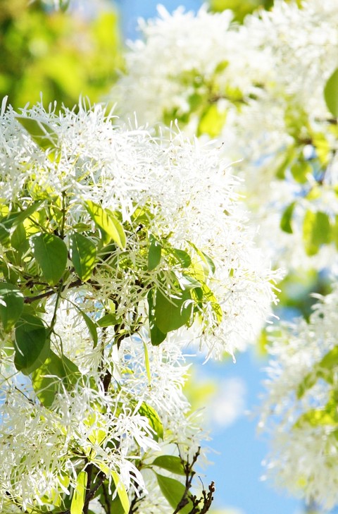 тапети flower, green