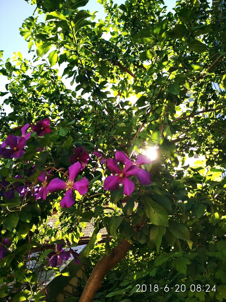 Clematis
