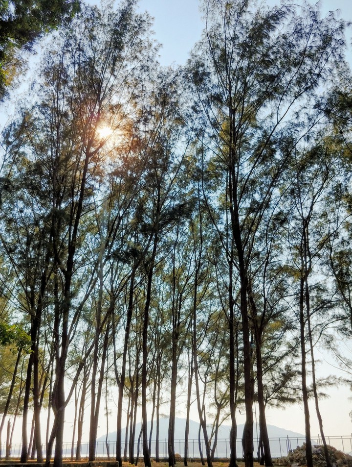 Beach side trees