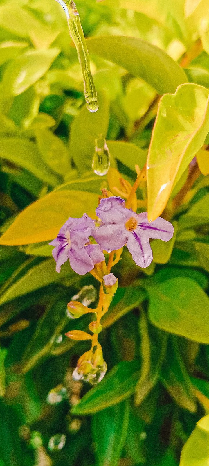 Nature's beauty